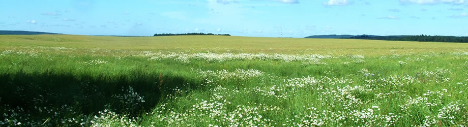 field