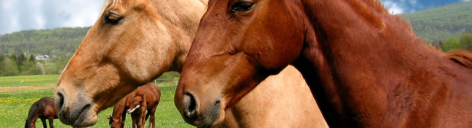 horses